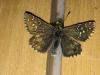 179568 – Photo : Limenitis78 – France (73)